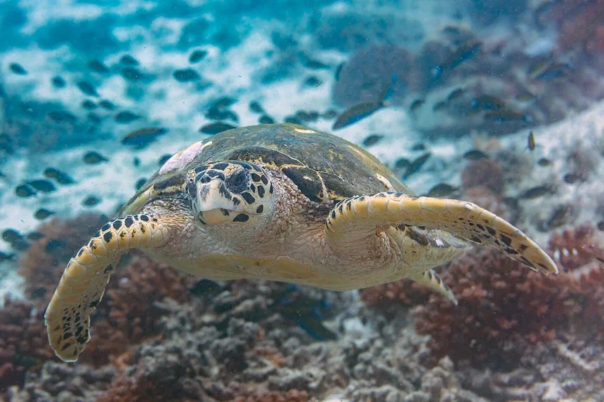 Hawksbill Sea Turtle