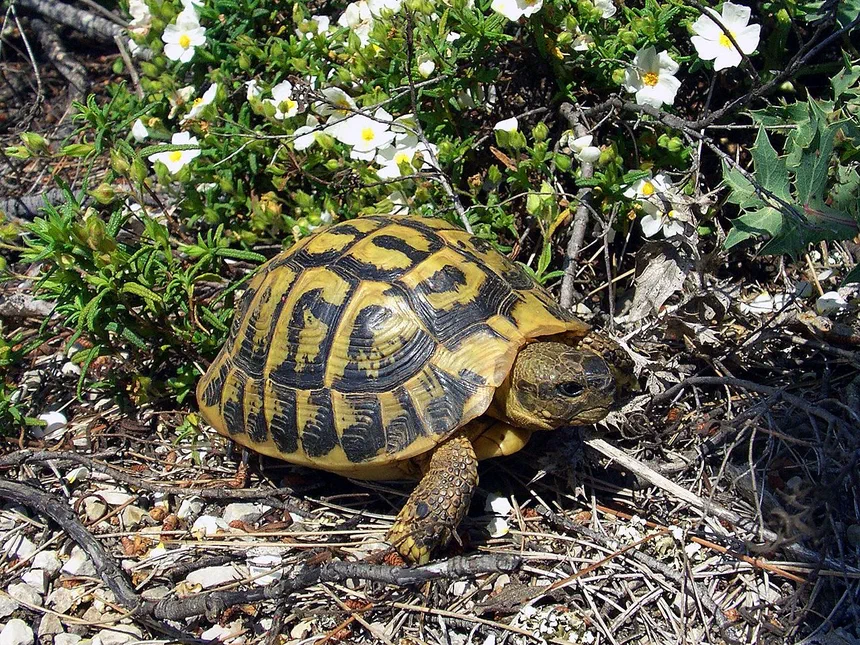 Hermann's Tortoise