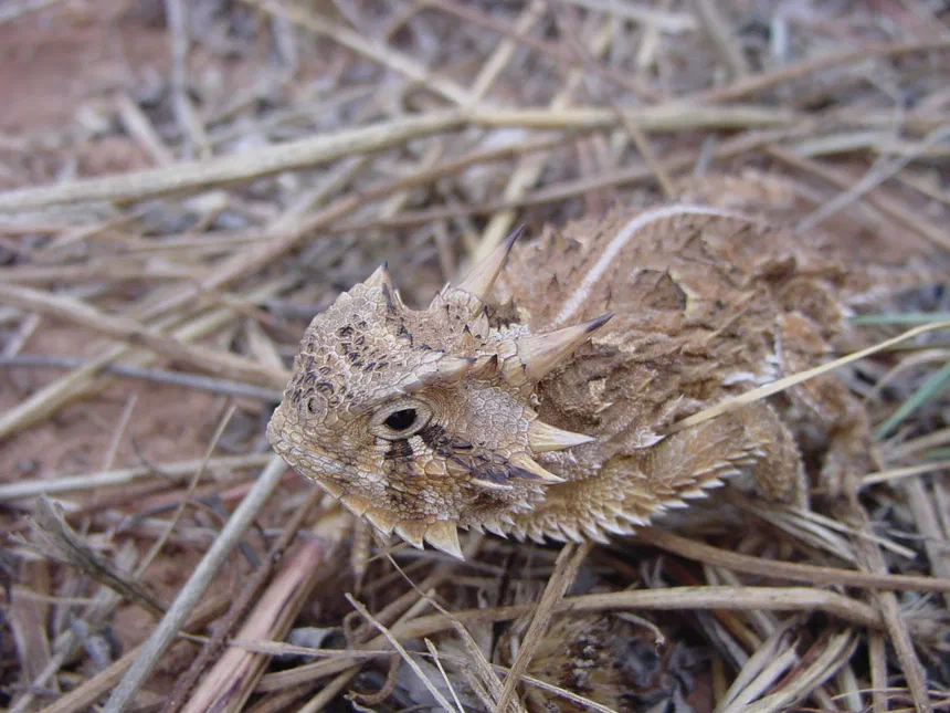 Texas Horned Lizard