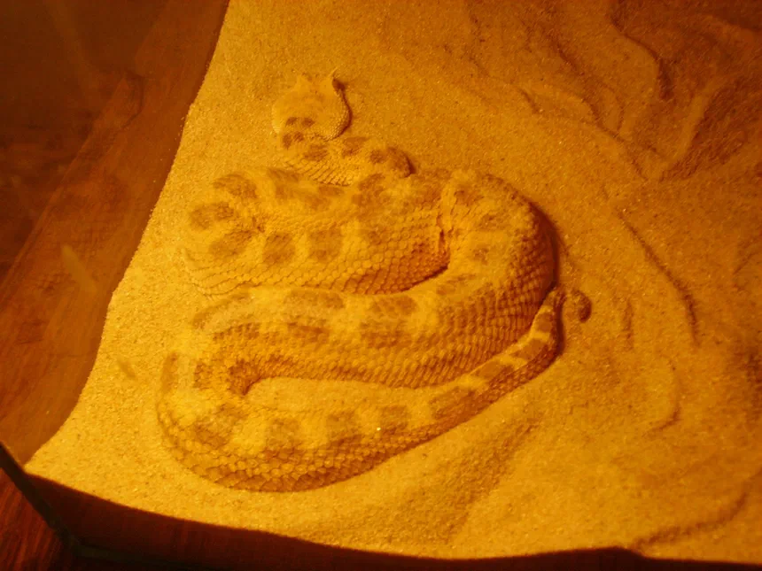 Desert Horned Viper