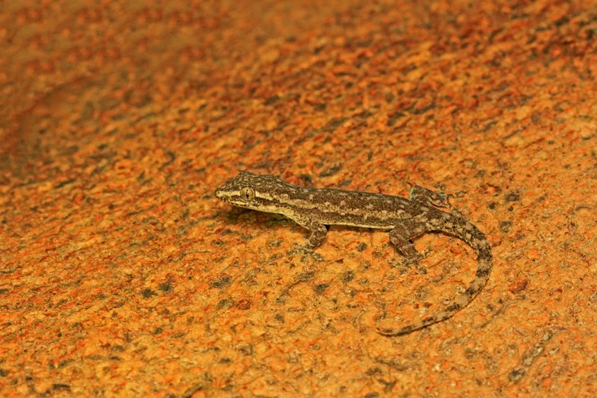 Common House Gecko