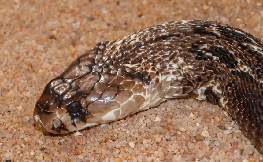 Indian Cobra