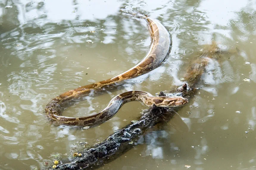 Indian Python