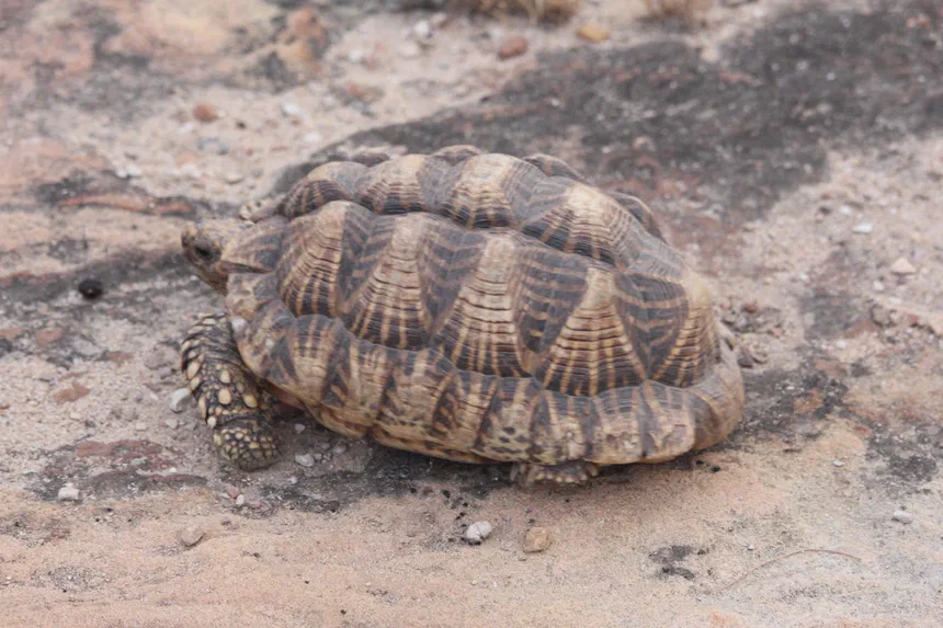 Indian Star Tortoise