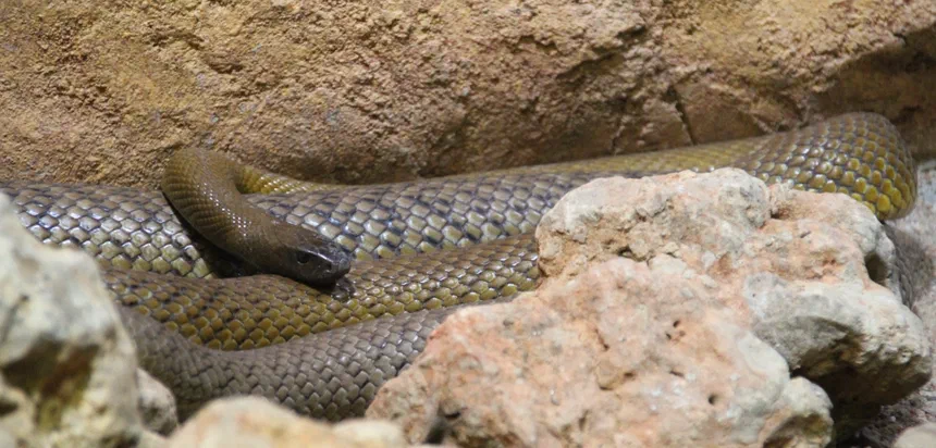 Inland Taipan