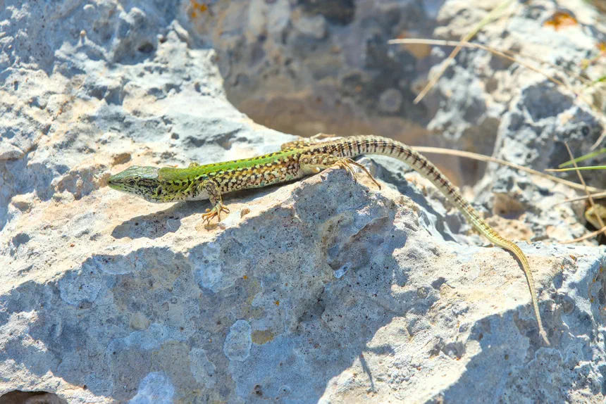 Italian Wall Lizard