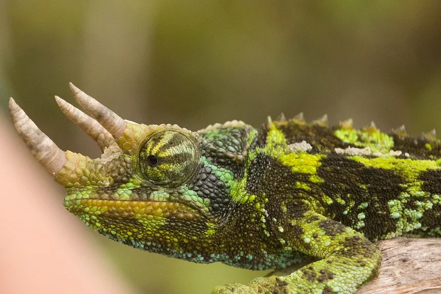 Jackson's Chameleon