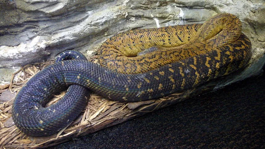 Jamaican Boa