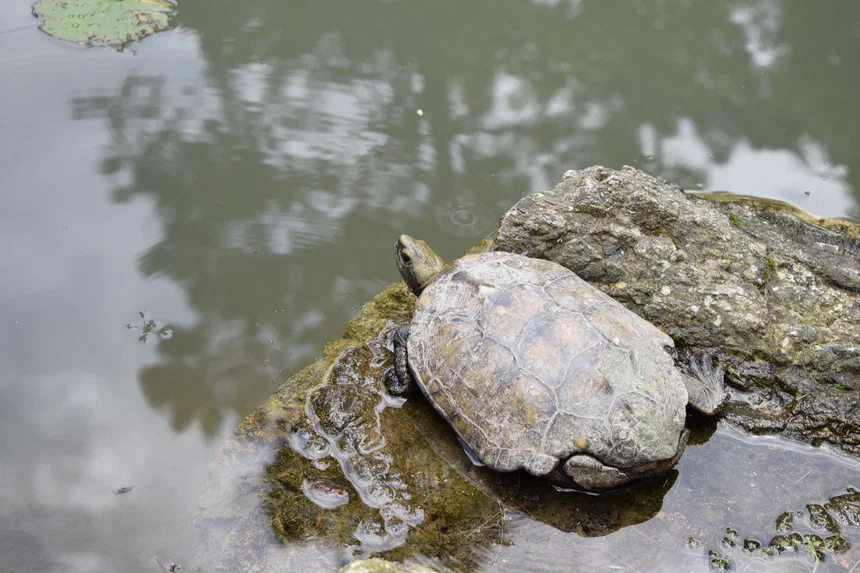 Japanese Pond Turtle