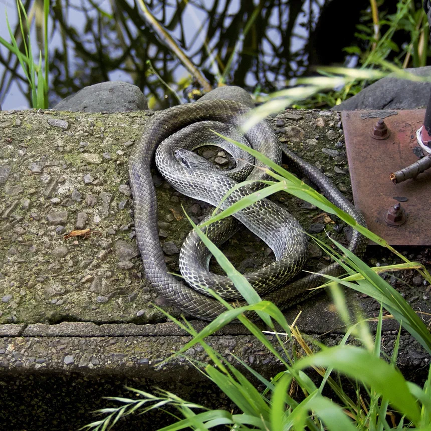 Japanese Rat Snake