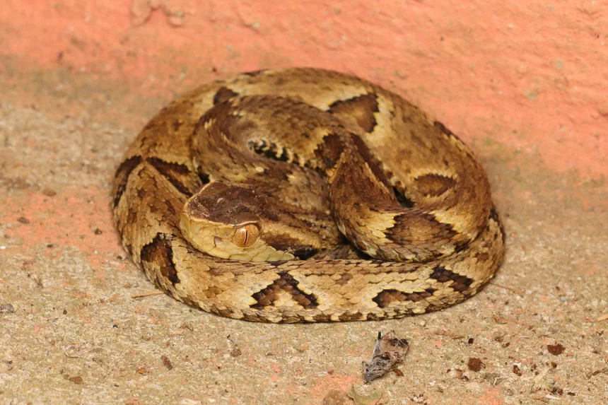 Jararaca