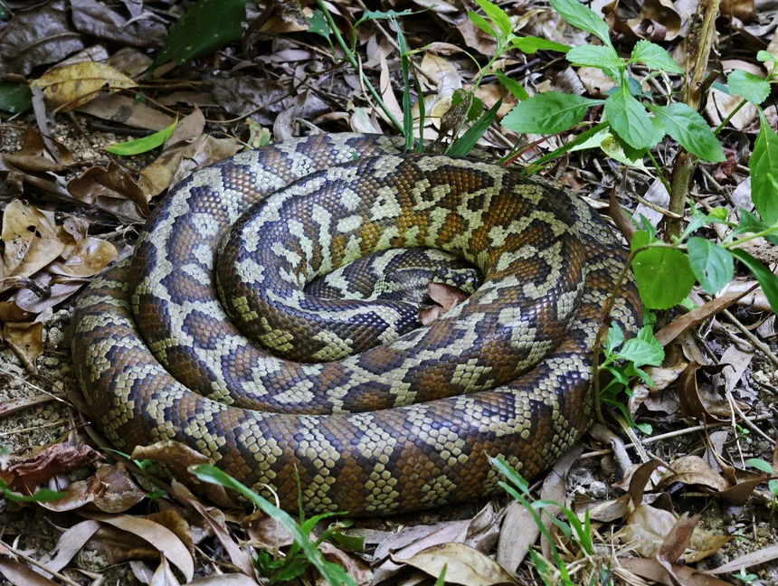 Jungle Carpet Python