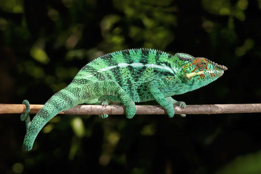 Reptiles
