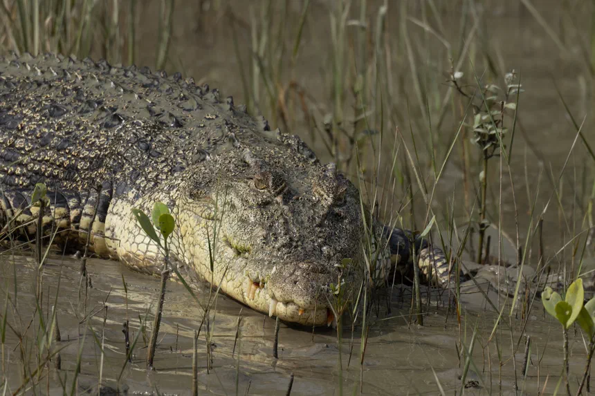 Saltwater Crocodile