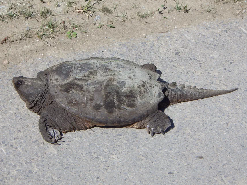 Common Snapping Turtle