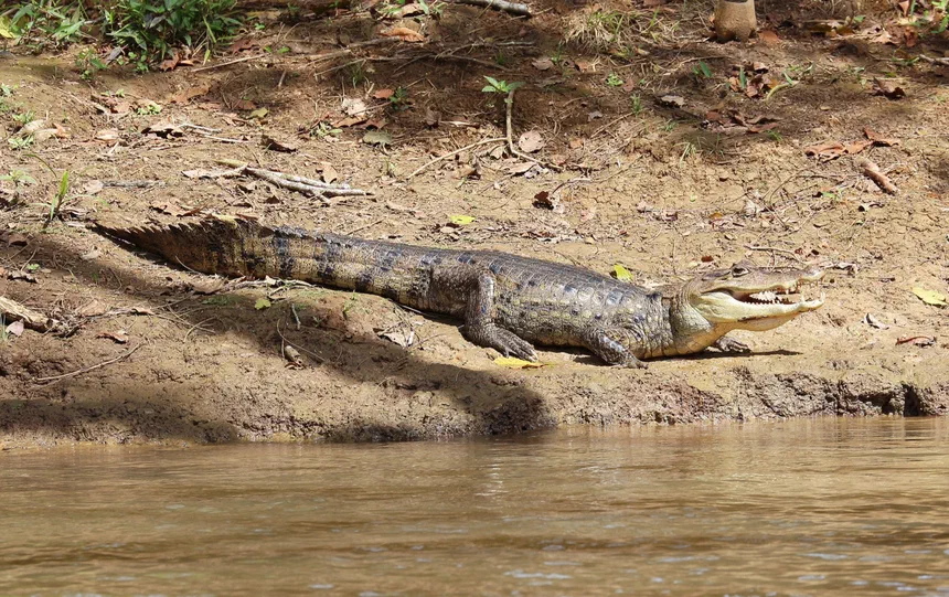 Spectacled Caiman