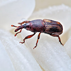 Weevils