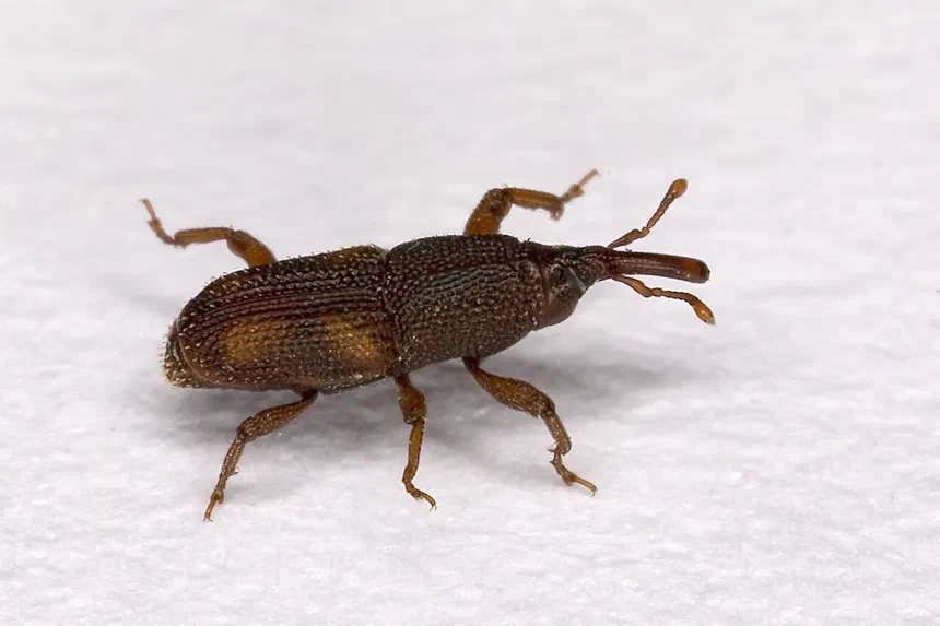 Weevils