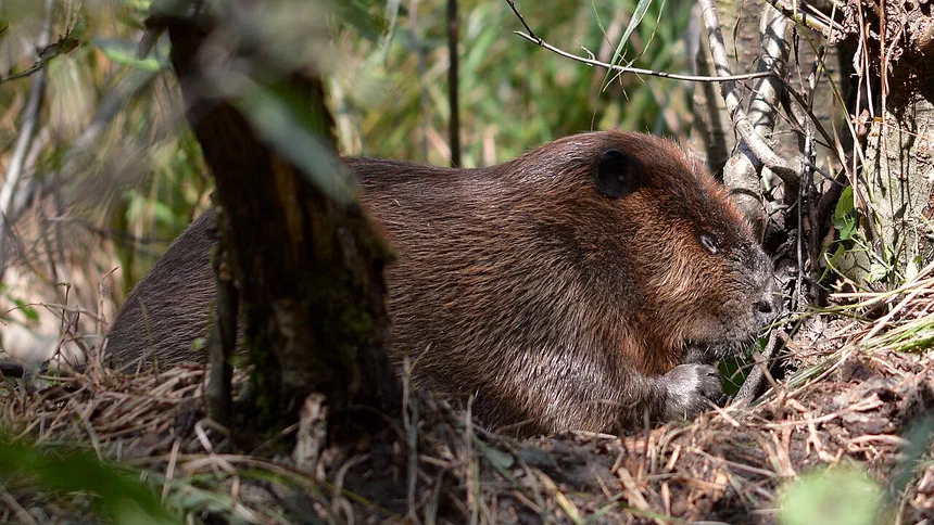 Beaver Facts & Information