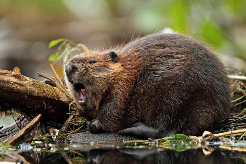 Beaver Facts & Information