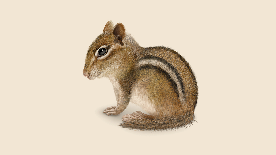 How to Identify Rodent Sounds