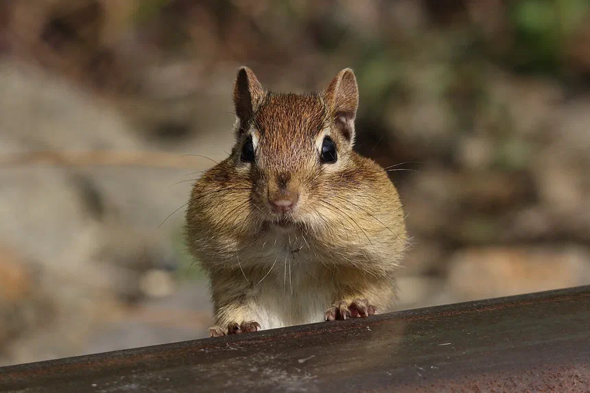 Chipmunk Facts & Information