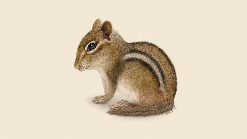 Chipmunk Facts & Information