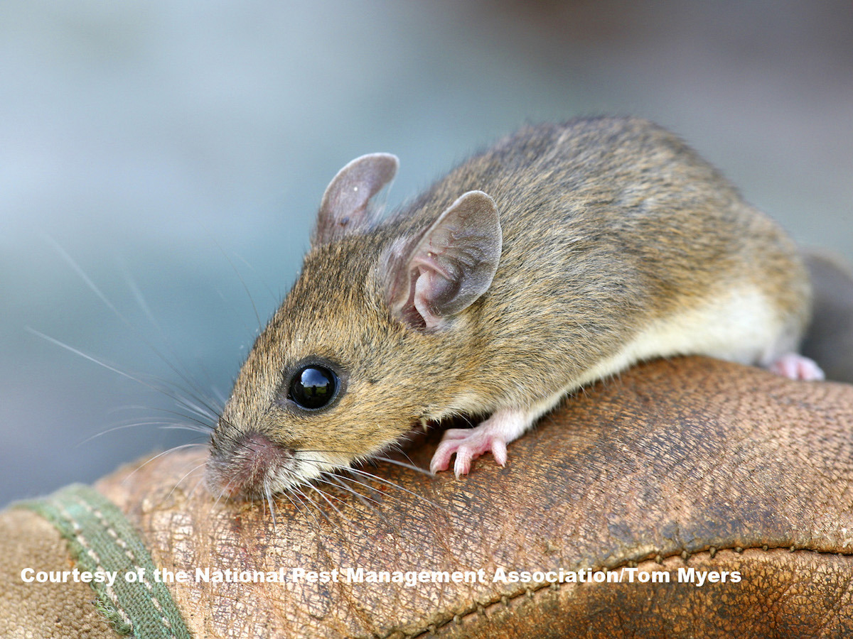 Deer Mice