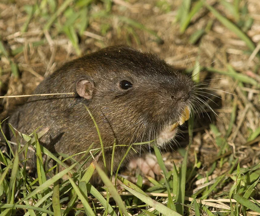 Gopher Facts & Information