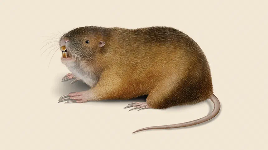 Gopher Facts & Information