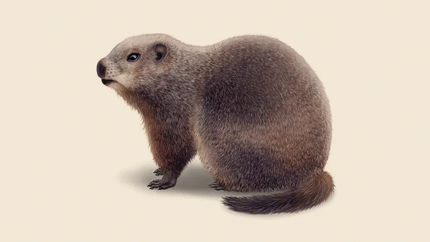 Groundhog Facts & Information