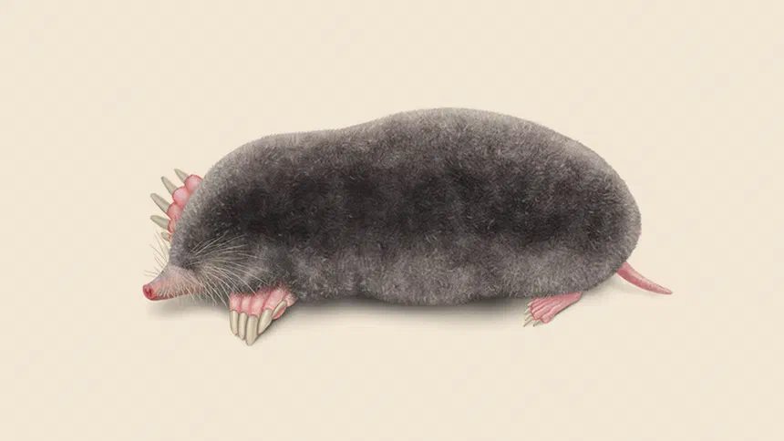 Mole Rodent Facts & Information