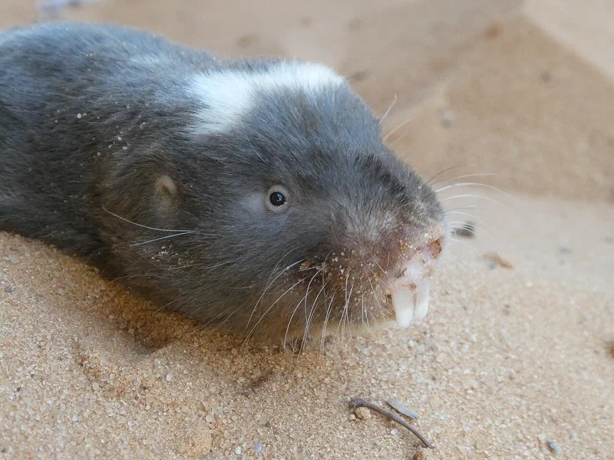 Mole Rodent Facts & Information