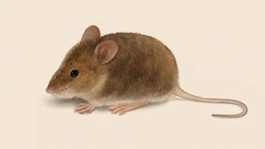 Mouse Facts & Information