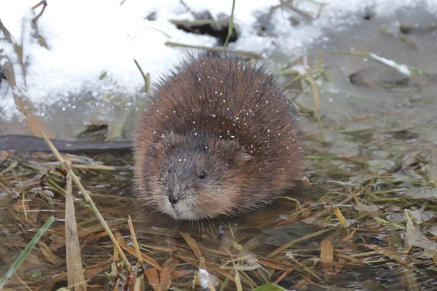 Muskrat Facts & Information
