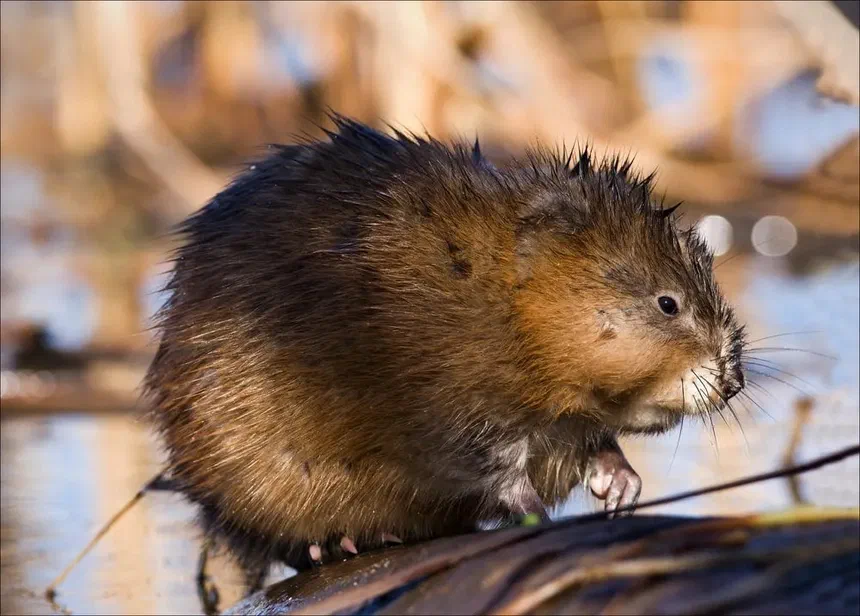 Muskrat Facts & Information