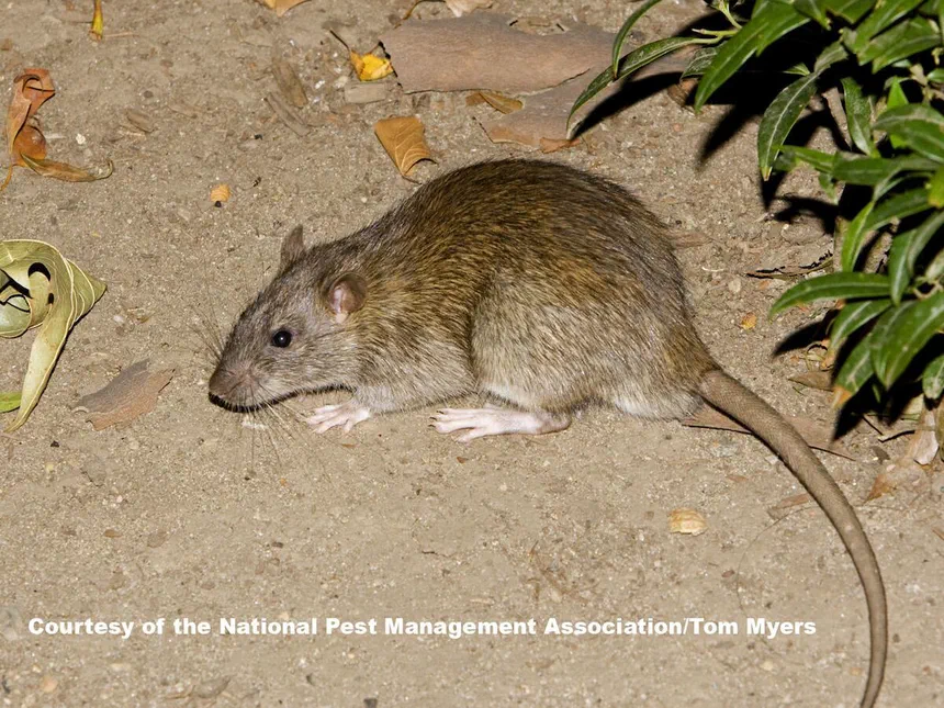 Norway Rats