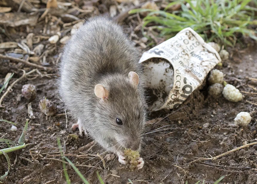 Pack rats