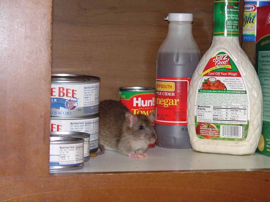 Rodent Infestation