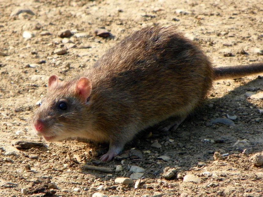 Rodent Infestation