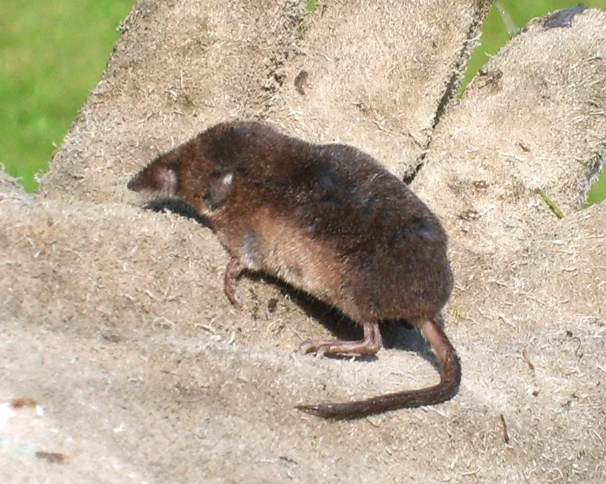 Shrew Facts & Information