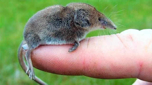 Shrew Facts & Information