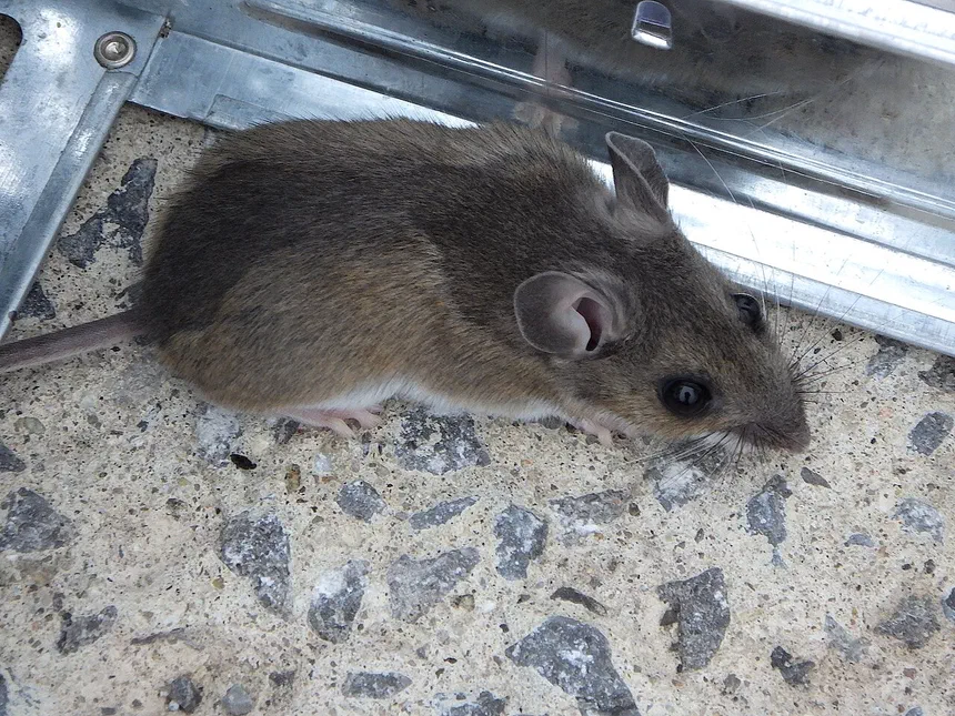 Small Rodents