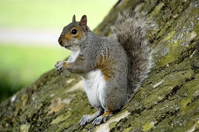 Squirrel Facts & Information