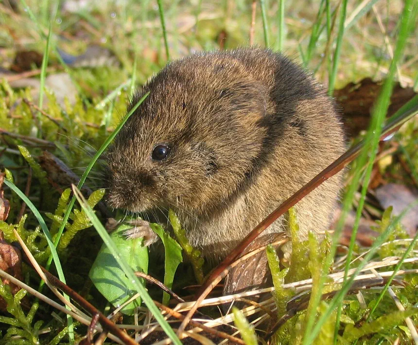 Vole Facts & Information