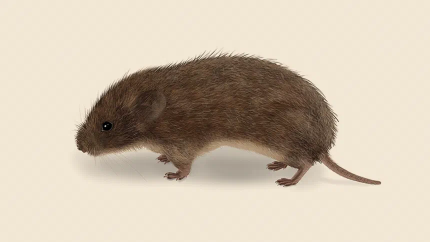 Vole Facts & Information