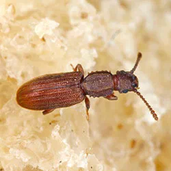 Sawtoothed Grain Beetles