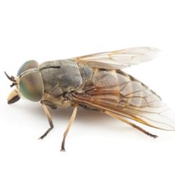 Horse flies