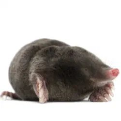 Moles
