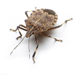 Stink bugs